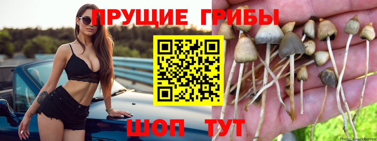 Псилоцибиновые грибы прущие грибы  Вход с VPN  Осинники 
